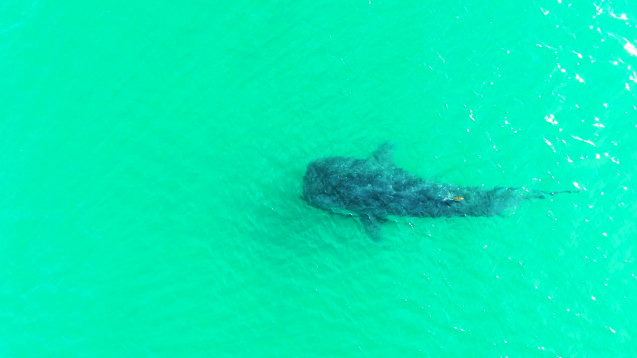 A whale shark swims beneath clear turquoise water in Bahia De Los Angeles, Mexico, with light ripples near the surface and no visible people.