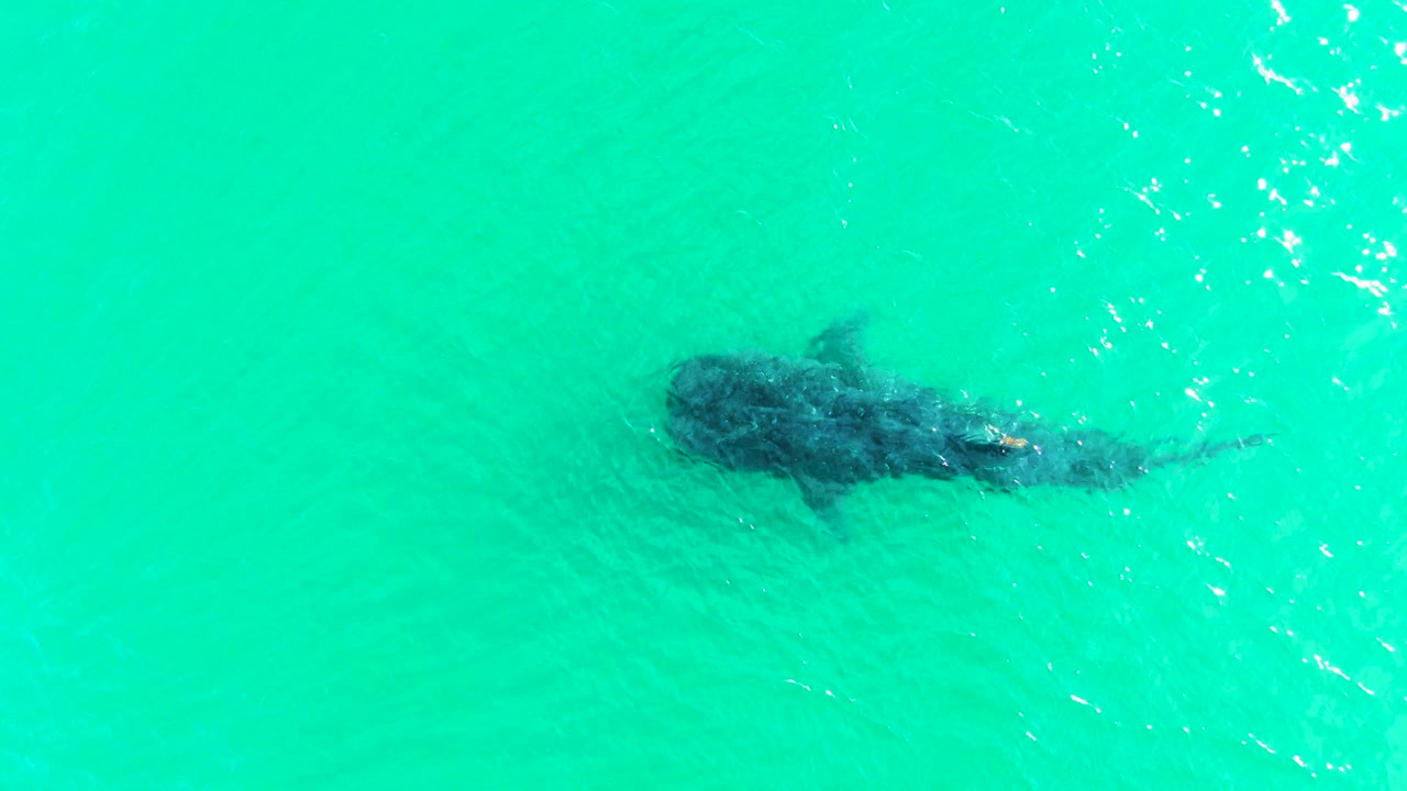 The whale shark remains just below the surface in Bahia De Los Angeles, Mexico, with its body angled across open turquoise water and no visible people.