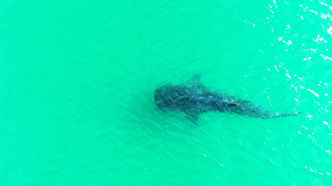 A dark whale shark silhouette passes beneath sunlit turquoise water in Bahia De Los Angeles, Mexico, with small white highlights on the surface and no visible people.