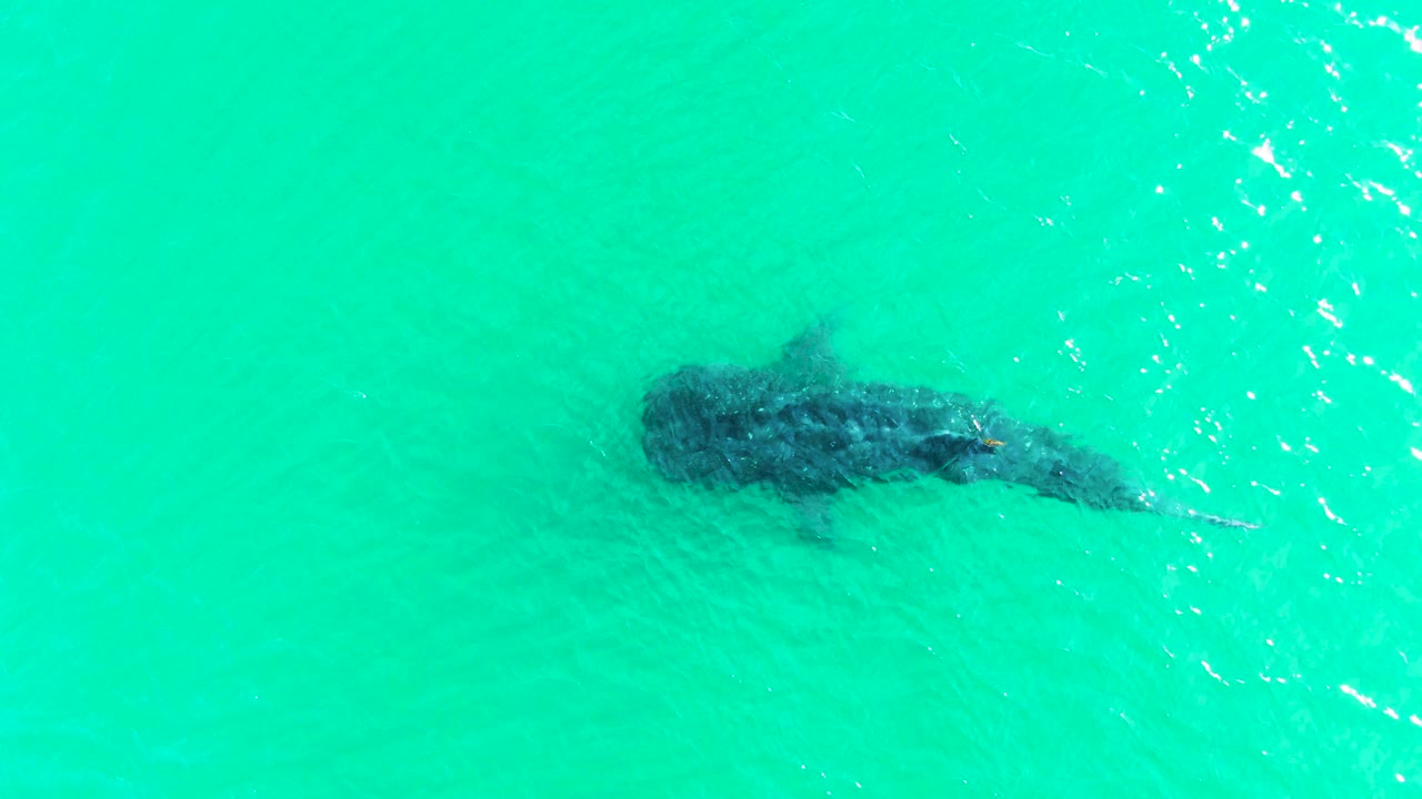 Whale shark swimming under rippled turquoise water.
