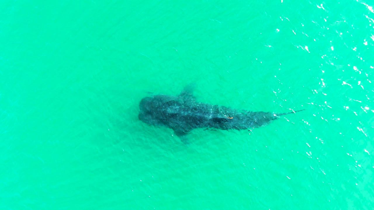 Overhead view of a whale shark just below turquoise water in Bahia De Los Angeles, Baja California Sur, Mexico, with faint ripples and no visible people.