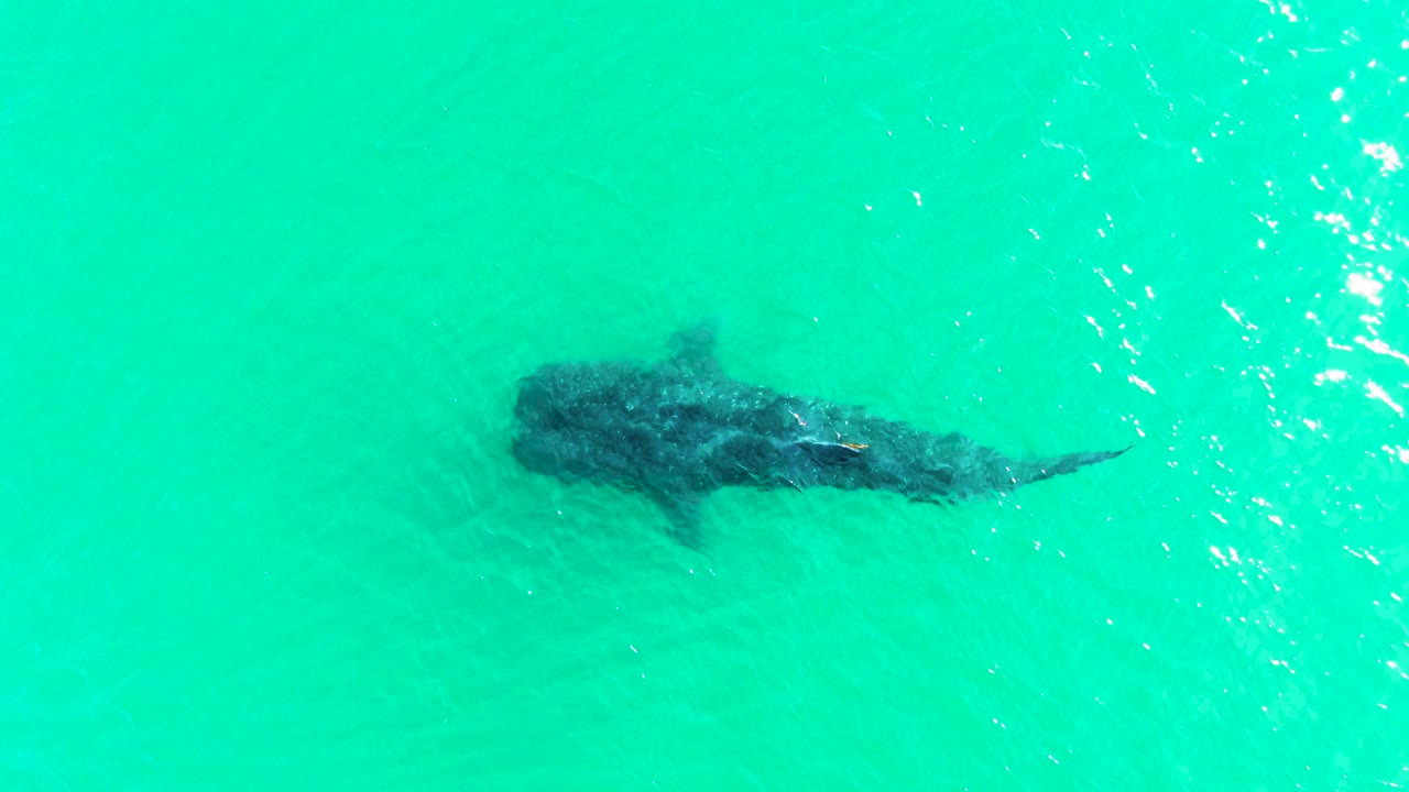 The whale shark remains below the surface in Bahia De Los Angeles water, with its body slightly farther across the frame and bright reflections to the right, no visible people.
