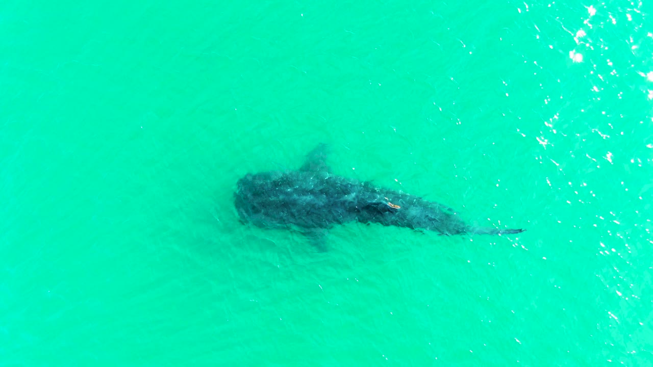 A whale shark is visible beneath the bright turquoise surface in Bahia De Los Angeles, with more open water around it and scattered sparkle on the right, no visible people.
