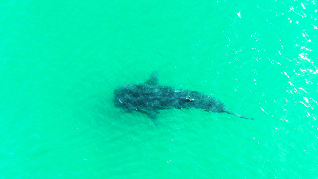 Mid-clip overhead frame of the whale shark under turquoise Bahia De Los Angeles water, with the tail extended rightward and small ripples above, no visible people.