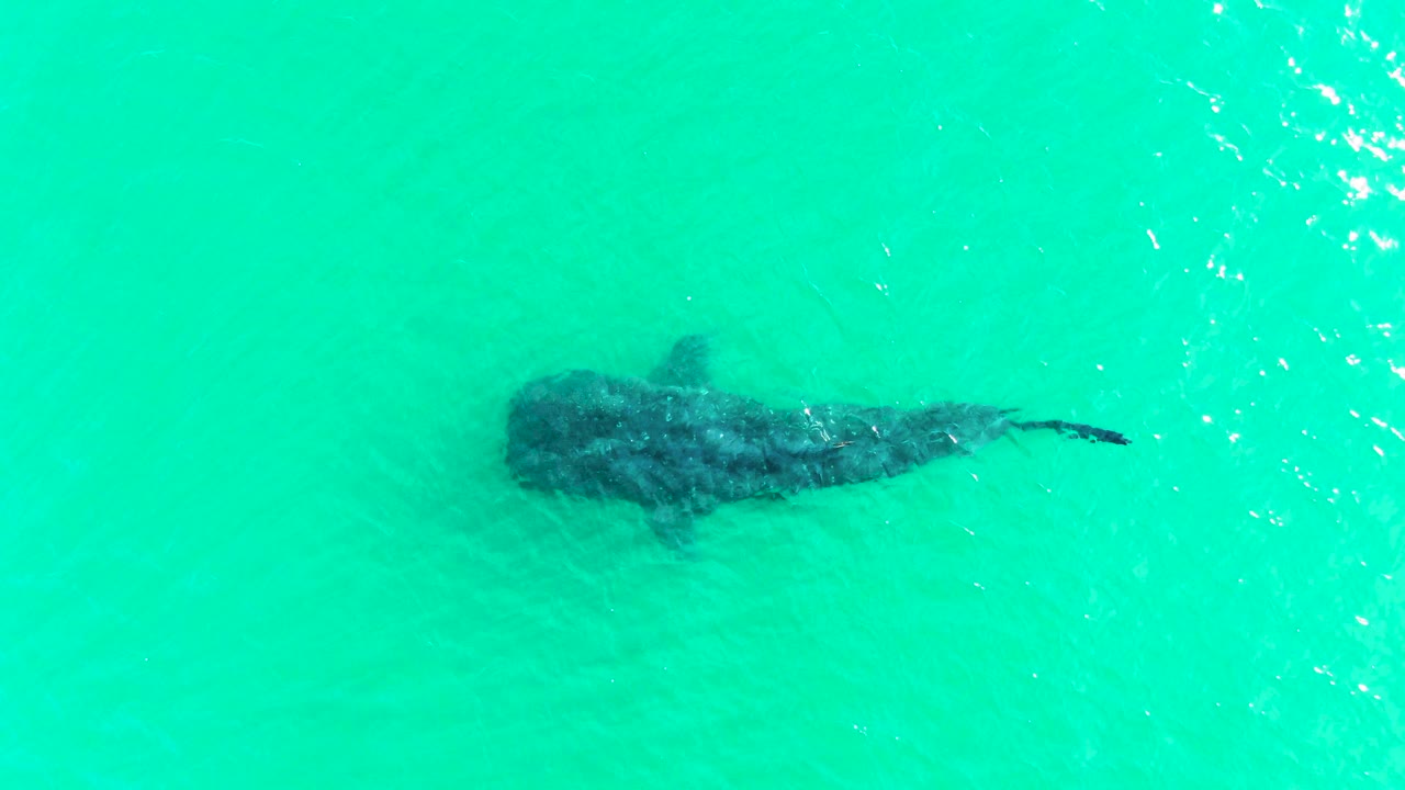 A whale shark swims below bright turquoise water in Bahia De Los Angeles, Mexico, with faint surface ripples and no visible people.