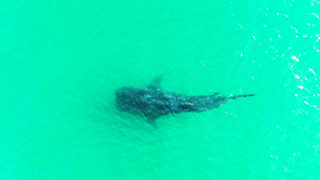 Whale shark centered in clear aqua water