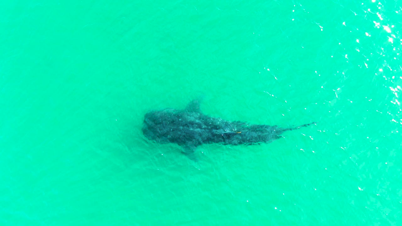 A whale shark moves through rippled turquoise water in Bahia De Los Angeles, Mexico, with the body slightly higher in frame and no visible people.