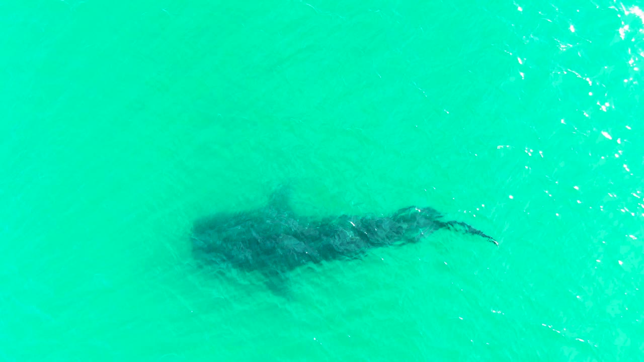 Dark shark shape under bright turquoise water