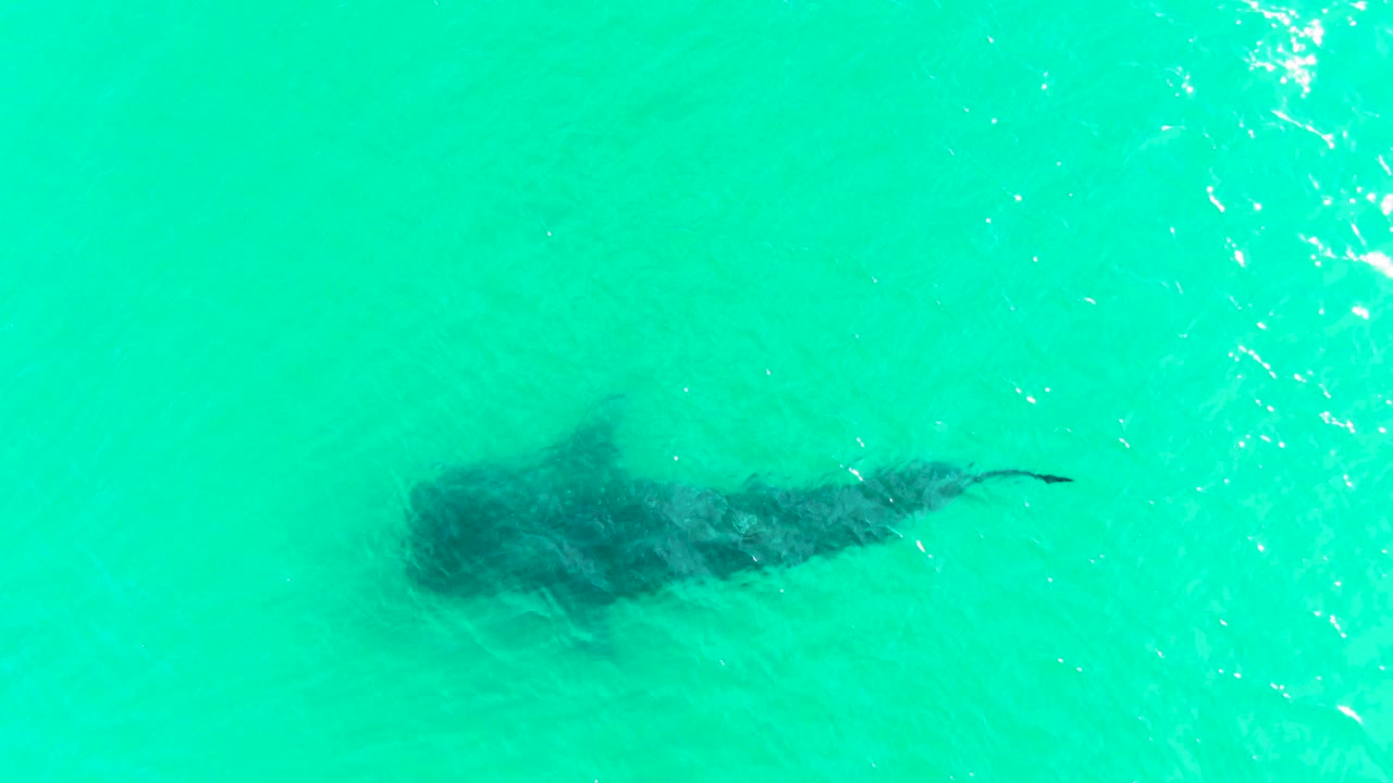 The shark appears near the middle of the overhead frame in Bahia De Los Angeles, its tail tapering through turquoise water with small bright reflections and no visible people.