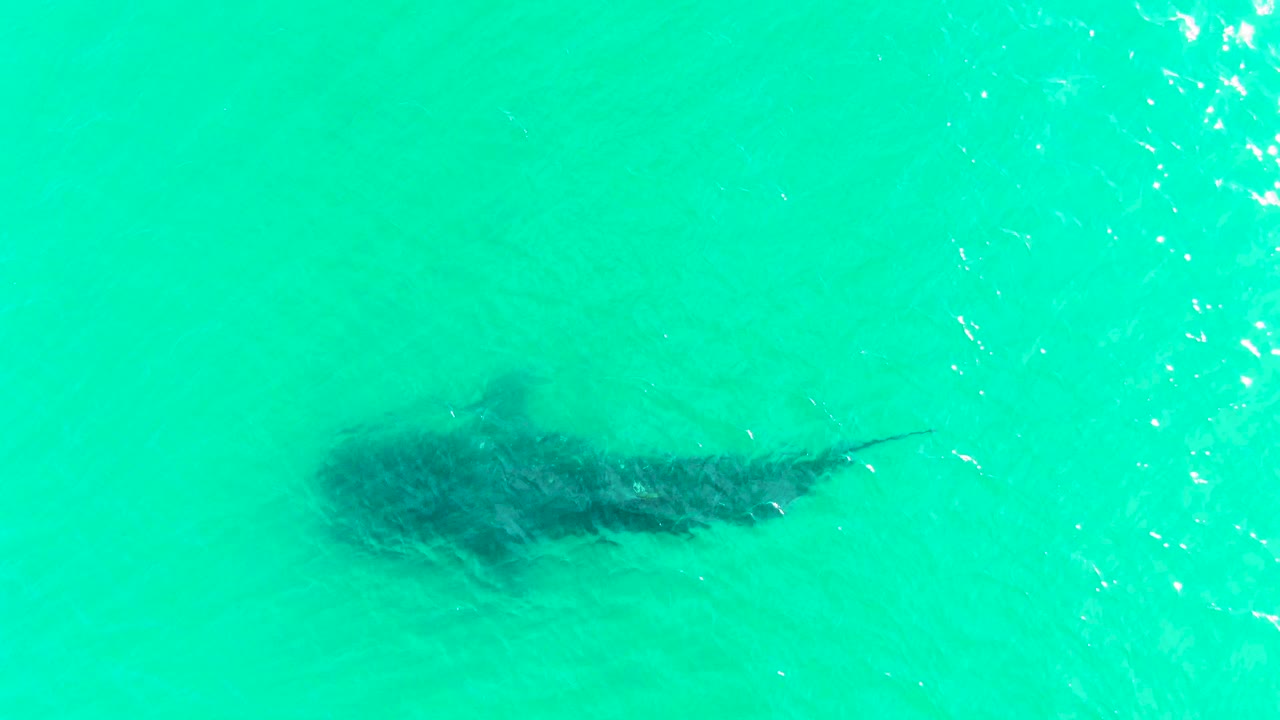 A broad dark shark silhouette is visible below blue-green water in Bahia De Los Angeles, with scattered surface sparkle and no shoreline or people in view.
