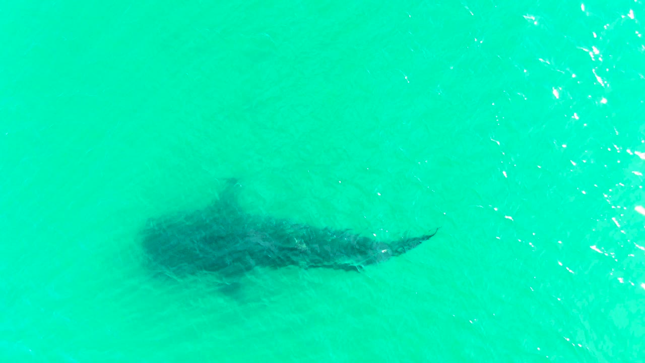 The shark is seen lower in the overhead frame at Bahia De Los Angeles, partly softened by rippled turquoise water and bright vertical reflections, with no visible people.