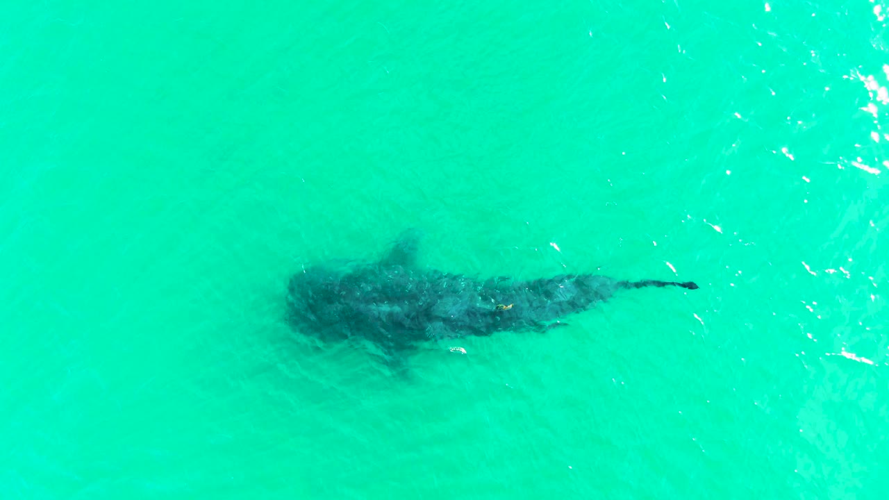 Overhead frame from Bahia De Los Angeles showing a whale shark just below bright turquoise water with faint ripples and no visible people.