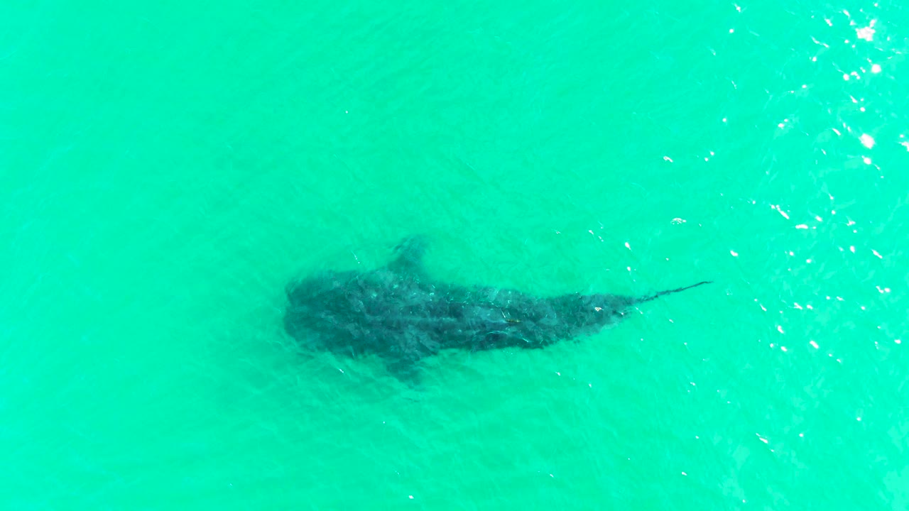 A whale shark is seen from directly above in Bahia De Los Angeles, its broad head and tapering tail visible beneath clear turquoise water with no visible people.