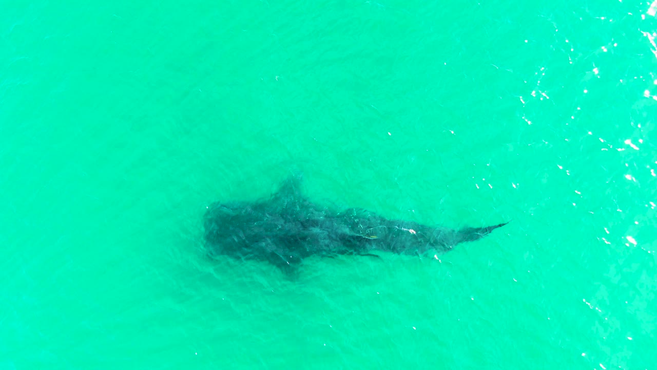 The whale shark remains below the blue-green surface in Bahia De Los Angeles, with brighter water glare on the right side and no visible people.