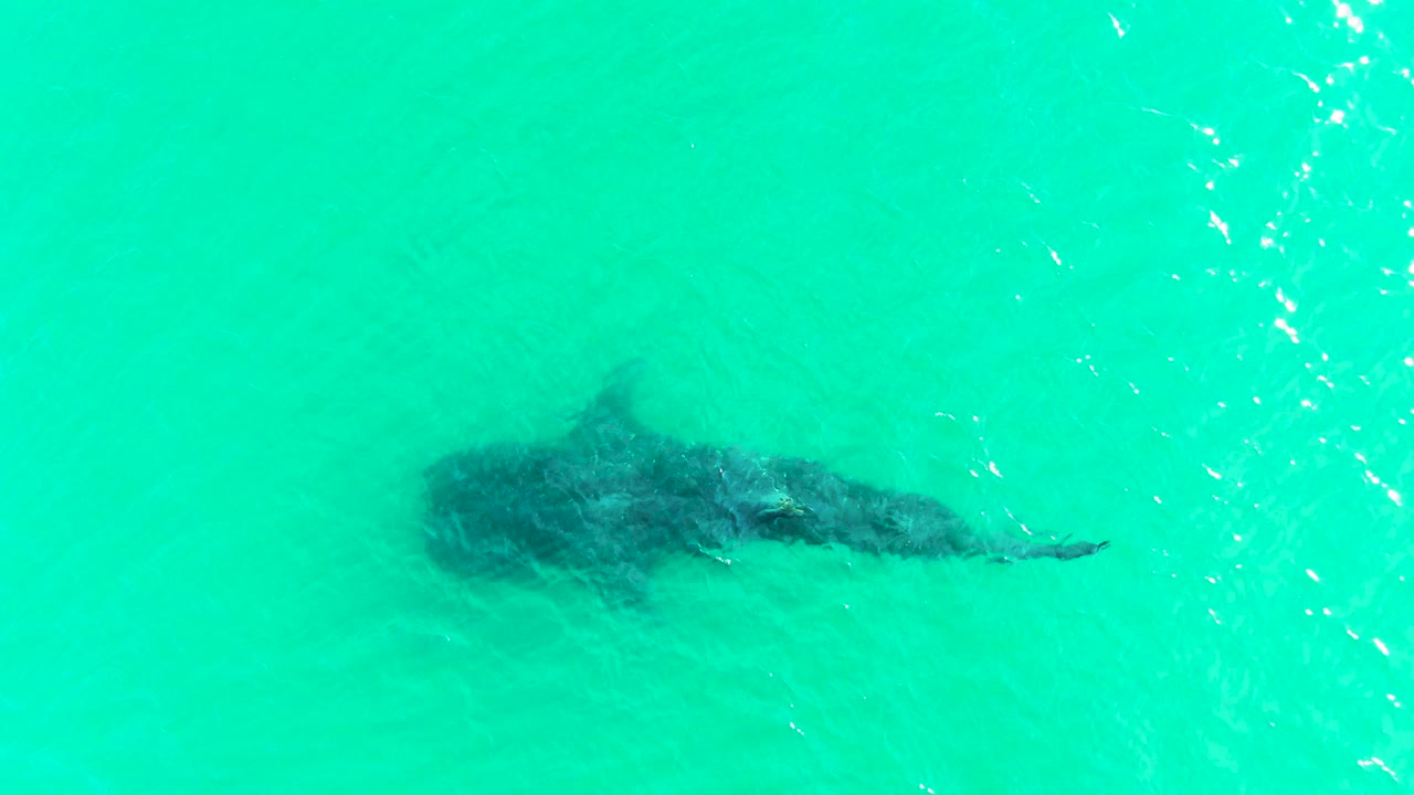Whale shark silhouette crossing open turquoise water