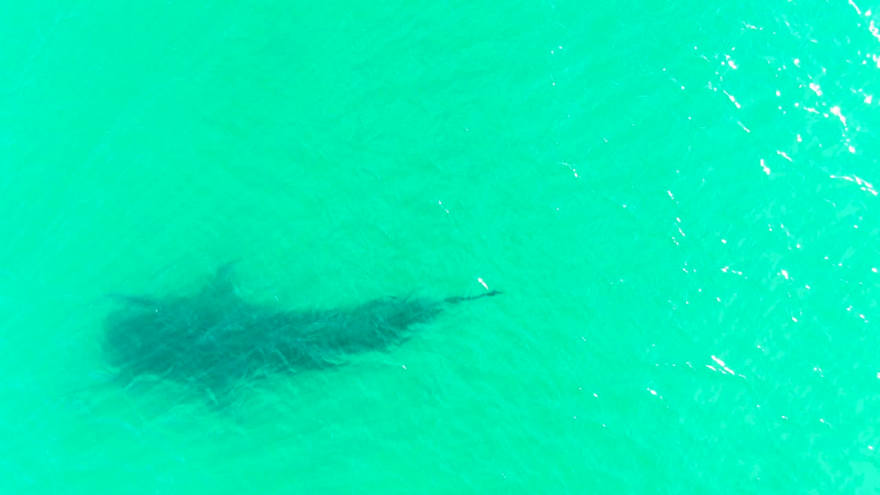 Dark shark beneath clear turquoise water