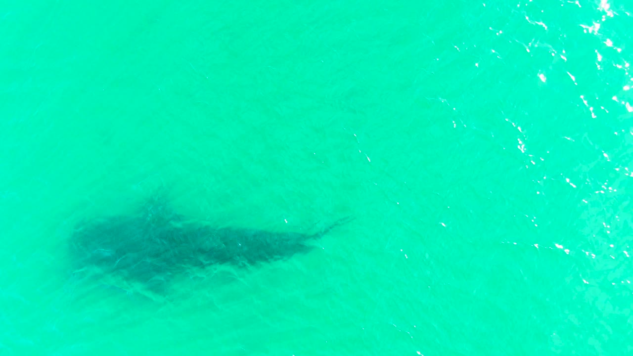 The shark sits farther across the frame under turquoise water, with a darker body outline and scattered surface highlights in Bahia De Los Angeles.
