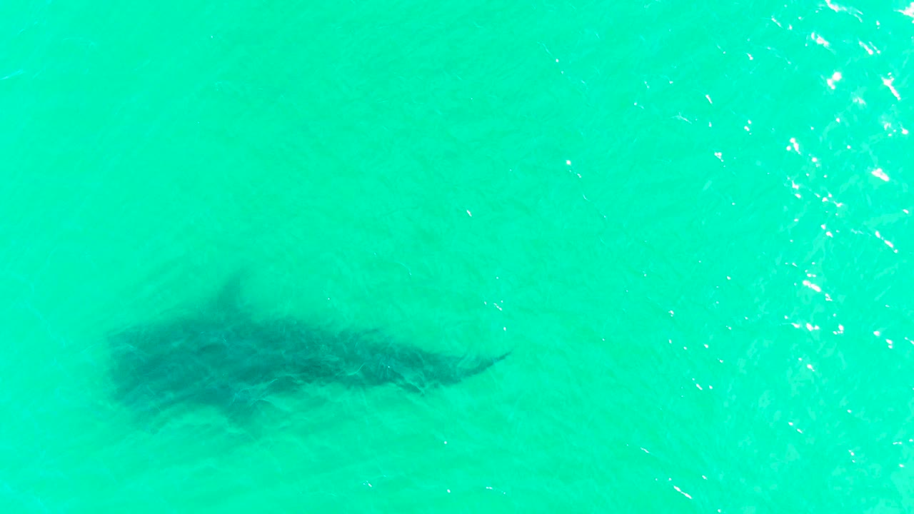 A shark silhouette continues under bright turquoise water in Bahia De Los Angeles, with thin ripples and small white reflections above it, no visible people.