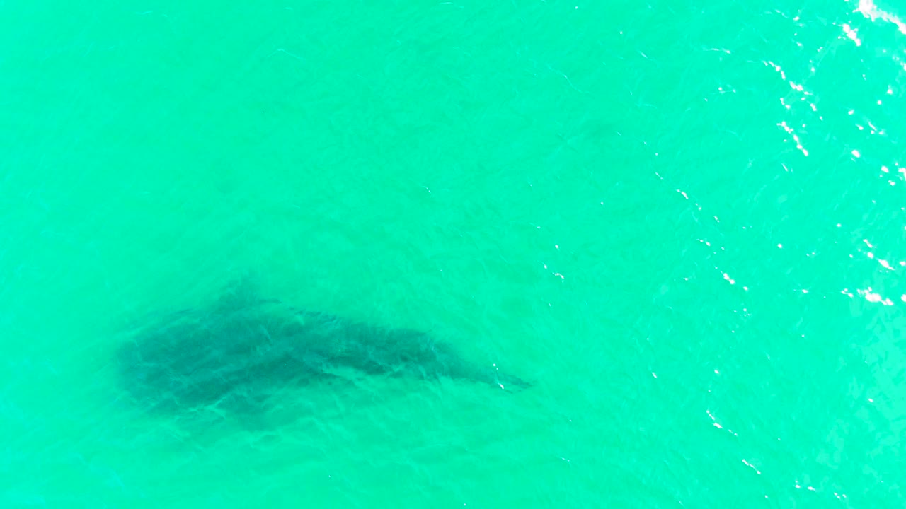 The shark appears lower in the aerial frame beneath clear turquoise water, with softer shadowing and ripples trailing across the surface in Bahia De Los Angeles.