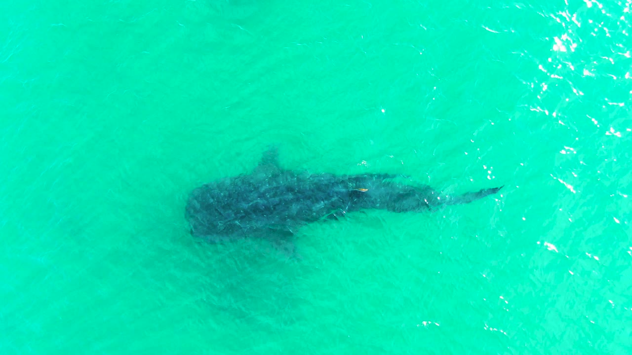 Overhead view of a whale shark just below turquoise water in Bahia De Los Angeles, Mexico, with bright surface ripples and no visible people.