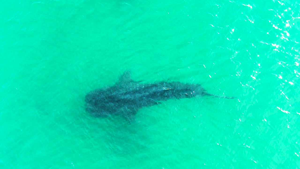 A whale shark remains centered below the clear turquoise surface in Bahia De Los Angeles, Mexico, with ripple patterns shifting around its body and no visible people.