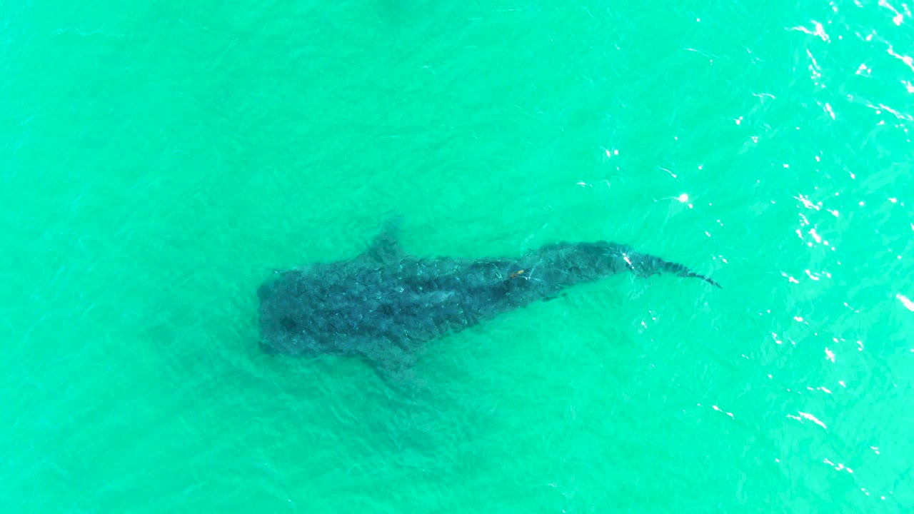 The whale shark appears slightly farther across the turquoise water in Bahia De Los Angeles, Mexico, with its tail area visible through the surface and no visible people.
