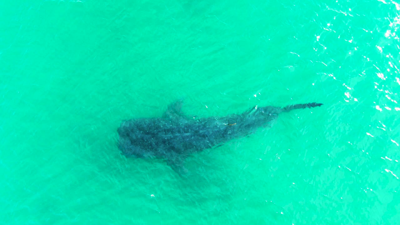 Whale shark below rippled turquoise water