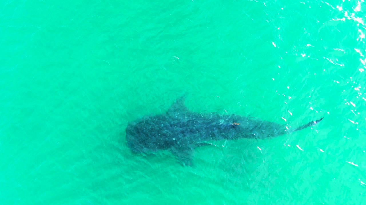 Overhead view of a whale shark just below turquoise water in Bahia De Los Angeles, with its broad head at left, tail trailing right, surface ripples, and no visible people.