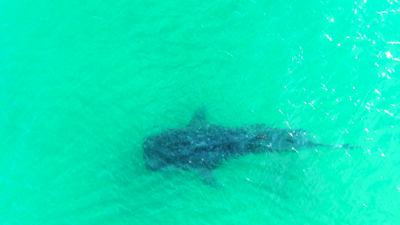 A whale shark remains centered below clear turquoise water in Bahia De Los Angeles, with faint body markings visible through ripples and no visible people.