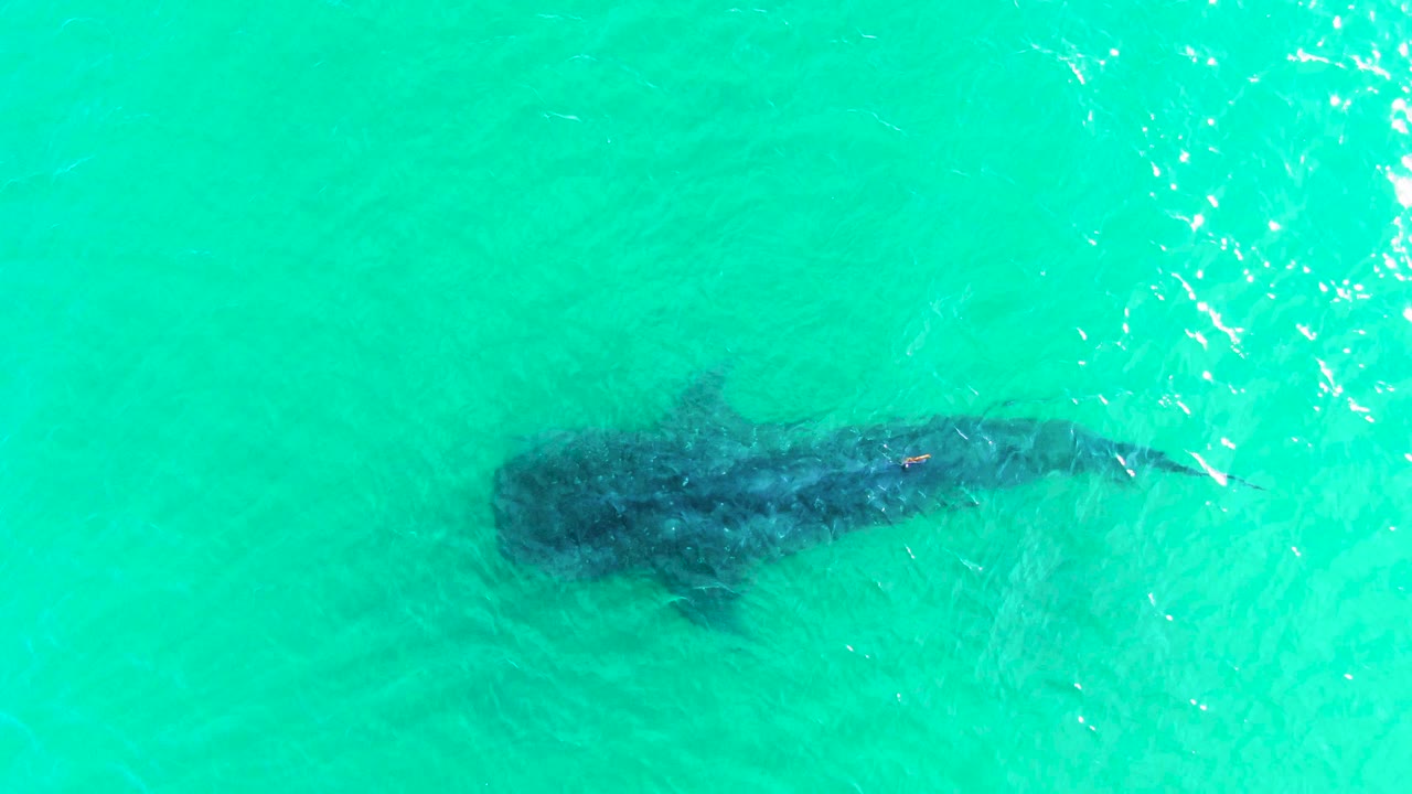 The whale shark is seen from directly above in Bahia De Los Angeles, with a darker head and body shape under rippled blue green water and no visible people.