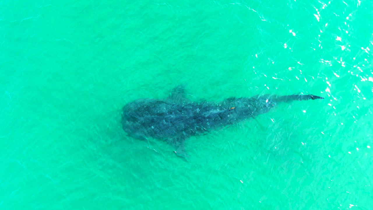 Whale shark beneath bright turquoise ocean surface.