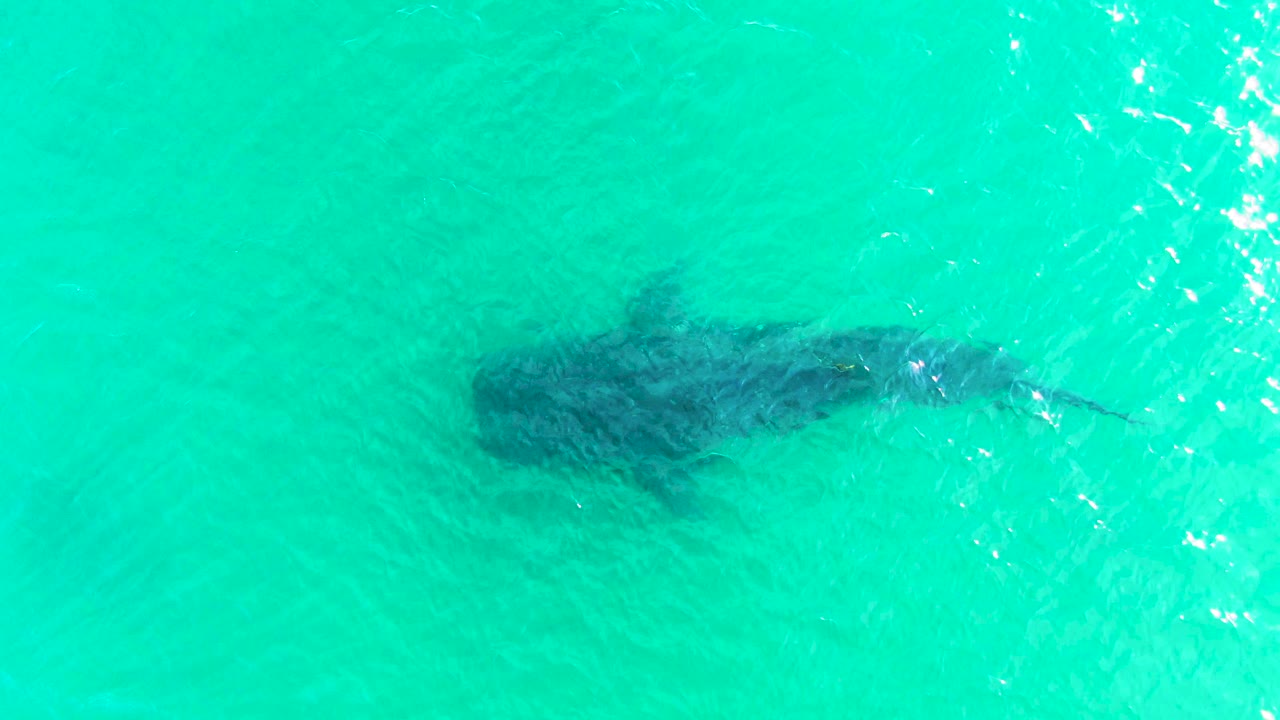 Whale shark under turquoise ocean water