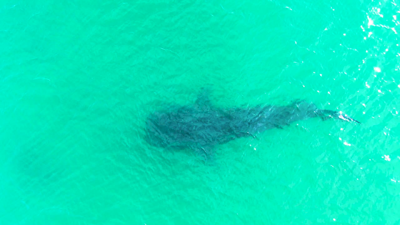 The whale shark sits near the center of the overhead frame in Bahia De Los Angeles, partly softened by rippled turquoise water and no visible people.