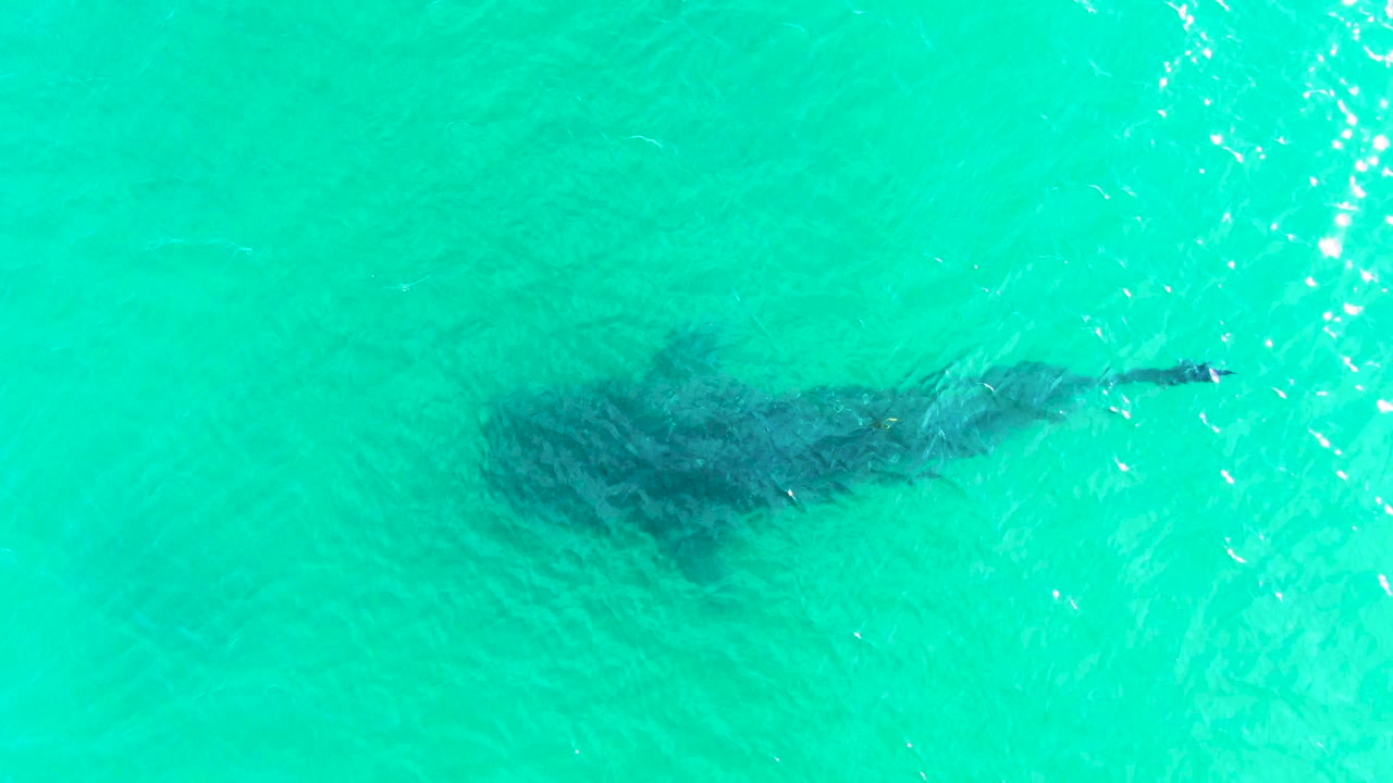 A whale shark silhouette shows through the turquoise surface in Bahia De Los Angeles, with stronger shimmer along the right side and no visible people.