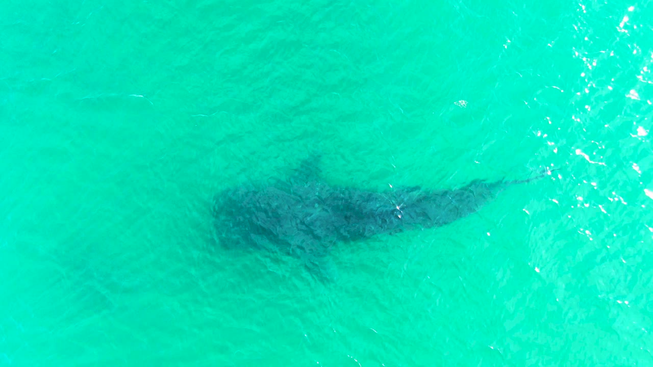 The whale shark appears lower in the overhead frame in Bahia De Los Angeles, with pale turquoise water above it and no visible people.