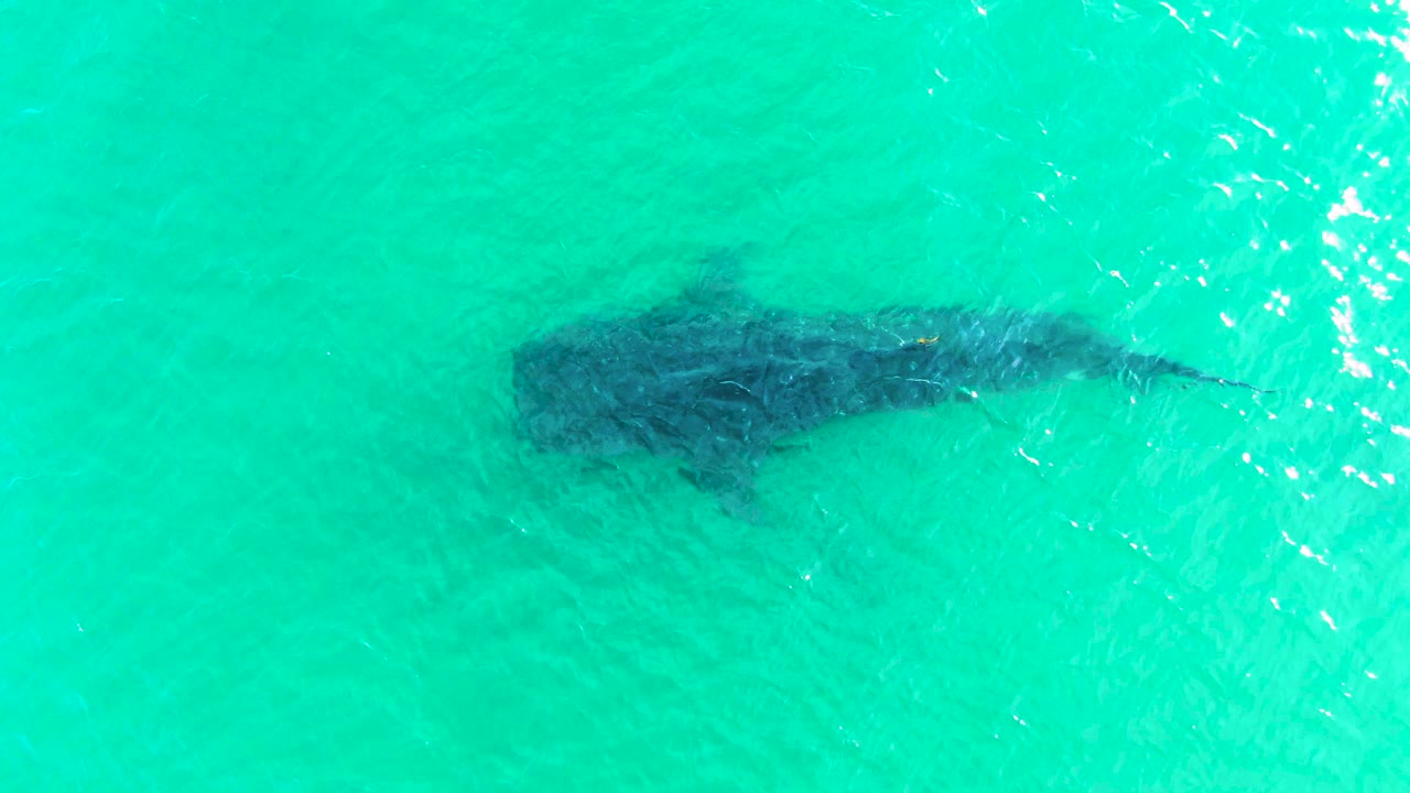 A whale shark appears as a dark silhouette below turquoise water in Bahia De Los Angeles, with surface ripples crossing the upper right and no visible people.