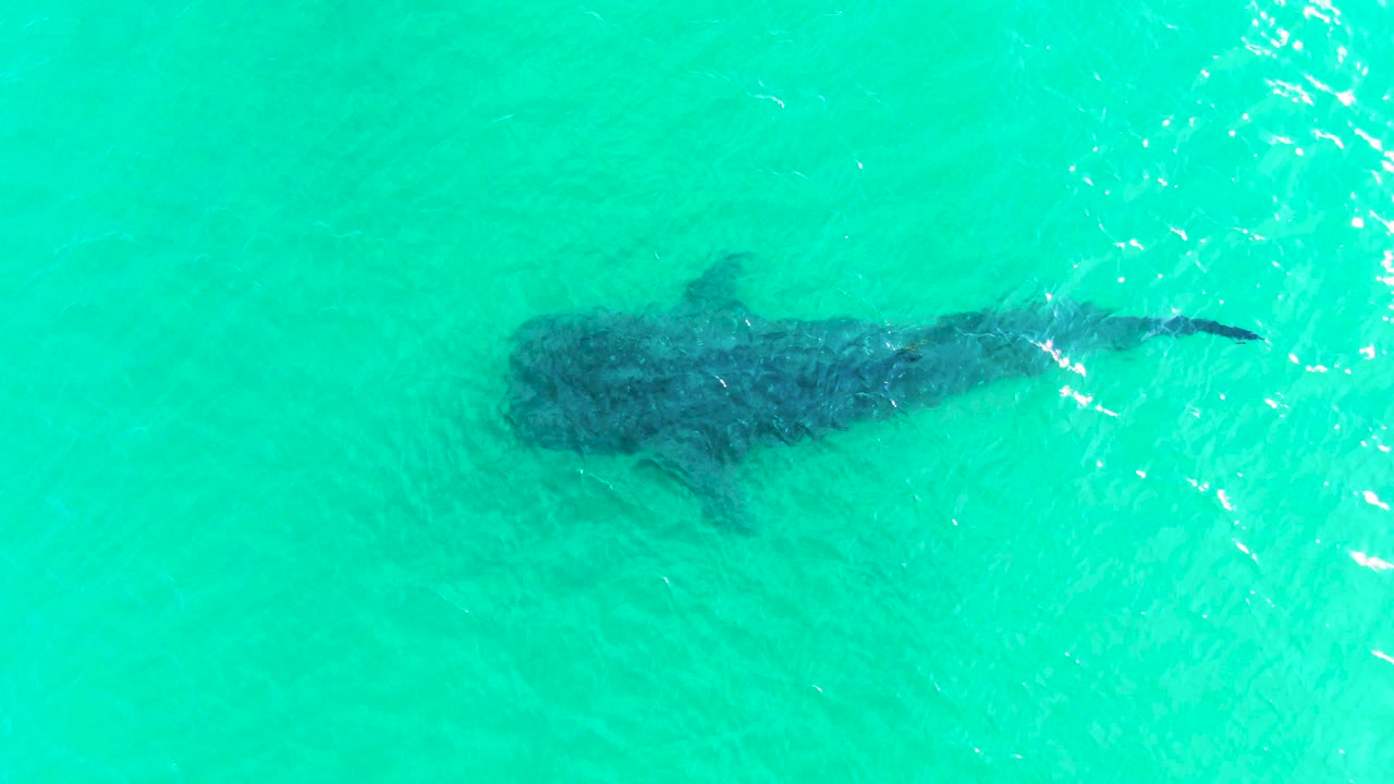 A whale shark glides under clear turquoise water in Bahia De Los Angeles, with its broad head and long tail visible beneath a patch of surface glare and no visible people.