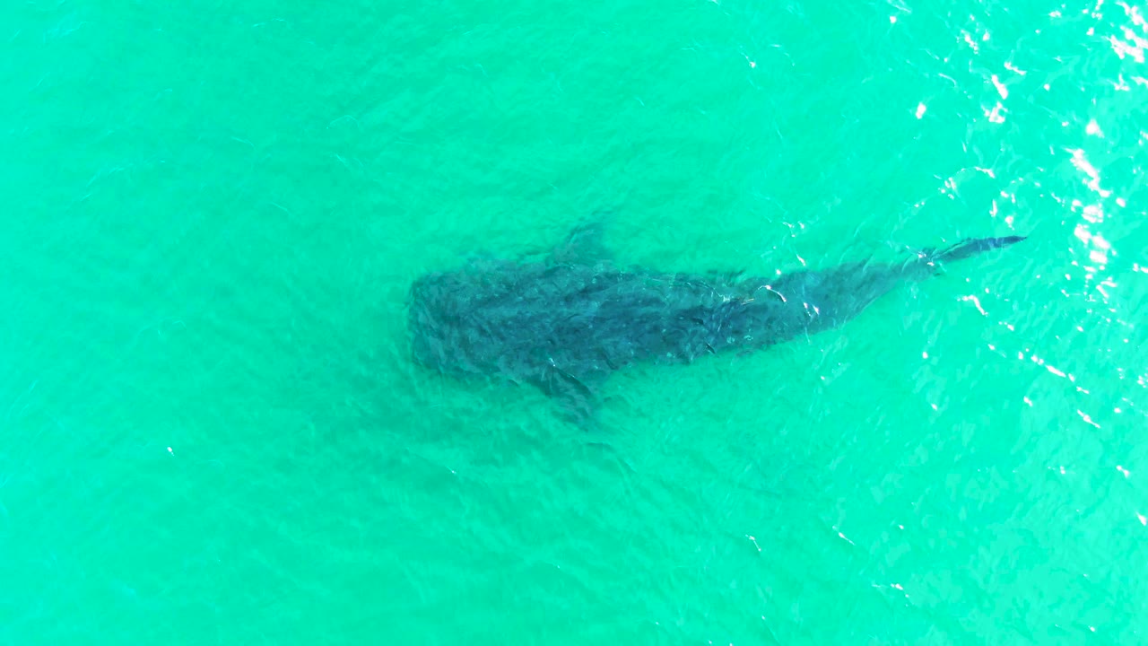The whale shark remains centered under blue-green water in Bahia De Los Angeles, with its tail stretching toward the right edge and faint ripples above it, with no visible people.