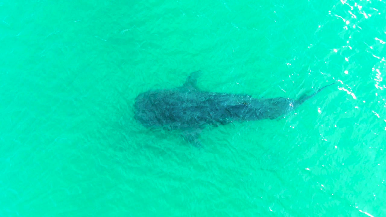 Whale shark darker beneath rippled turquoise water