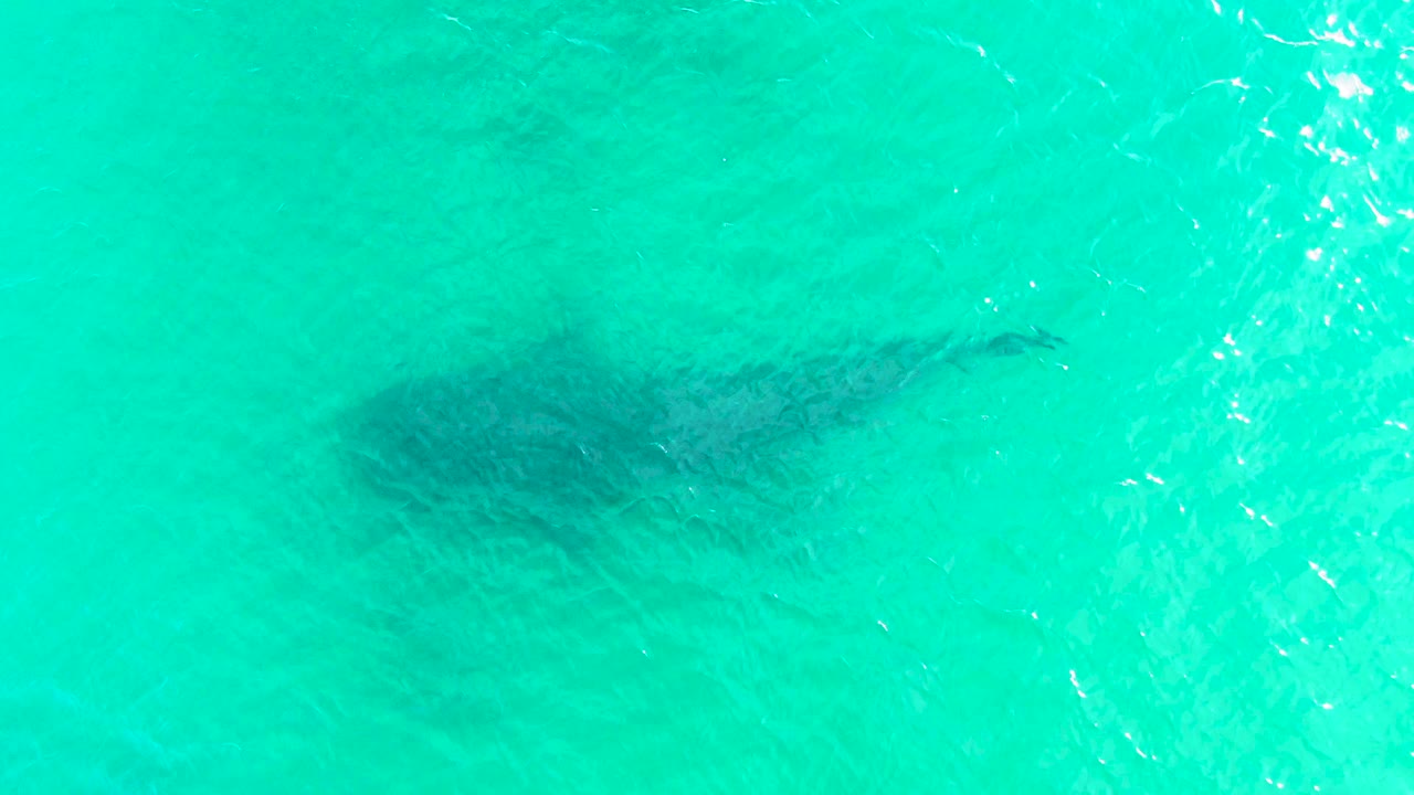 Whale shark under turquoise water from above