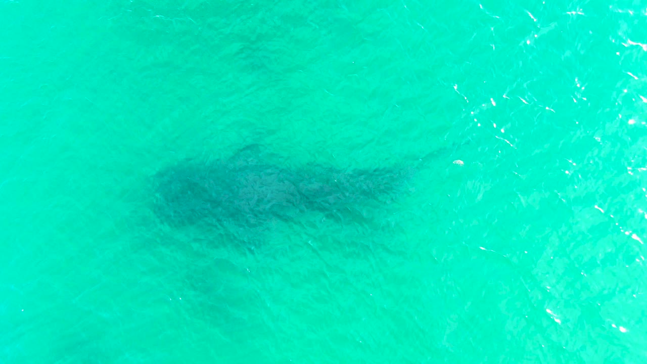 The whale shark remains near the center of a top-down turquoise water frame, with brighter ripple texture to the right and no visible people.
