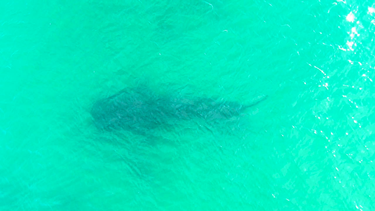 A whale shark silhouette sits below the surface in Bahia De Los Angeles, Mexico, with pale turquoise water around it and scattered sun highlights, no visible people.