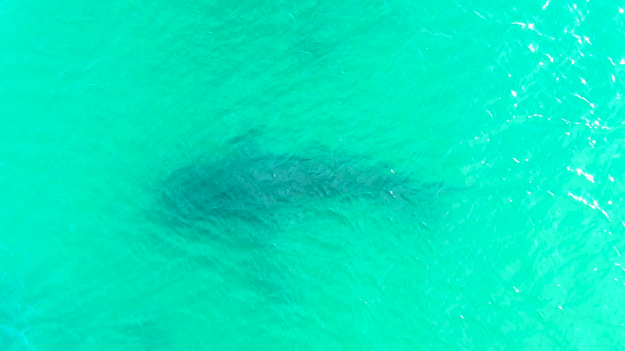 The overhead view shows the whale shark lower in the frame beneath bright aquamarine water, with a vertical band of surface sparkle to the right and no visible people.