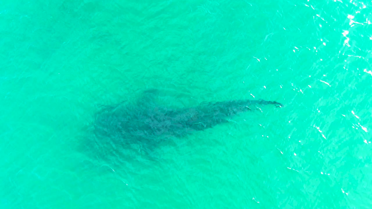 Whale shark beneath turquoise ocean water