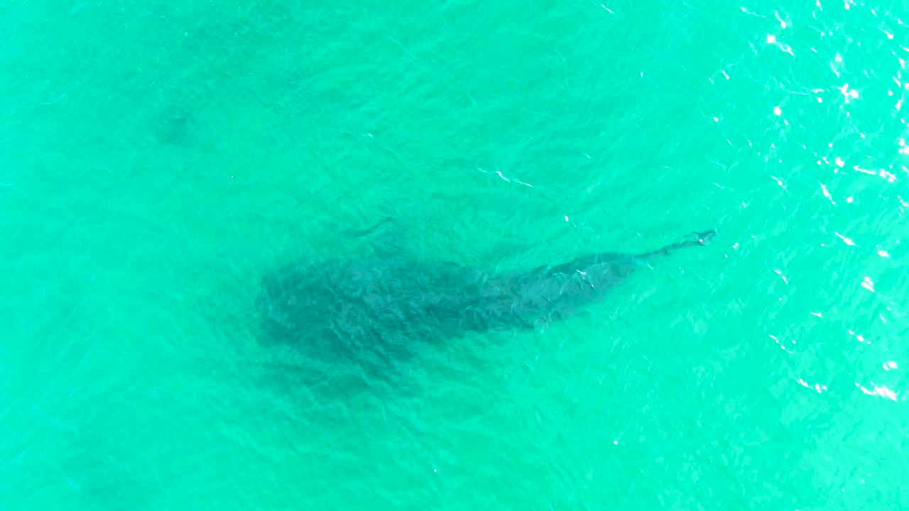 The whale shark remains below the surface in Bahia De Los Angeles, with its broad dark body softened by rippled turquoise water and no visible people.