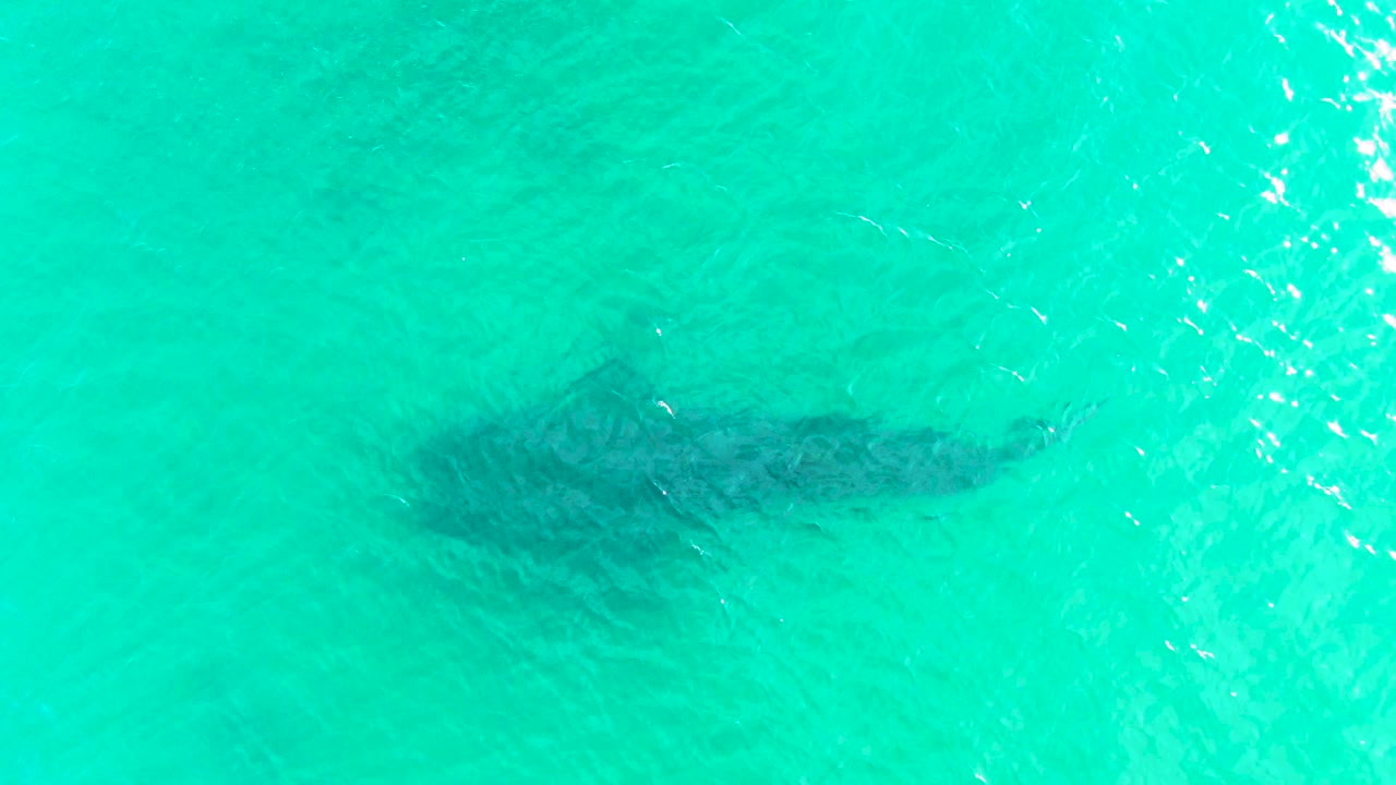 A dark whale shark silhouette sits beneath bright turquoise sea in Bahia De Los Angeles, with small water highlights crossing the upper right and no visible people.