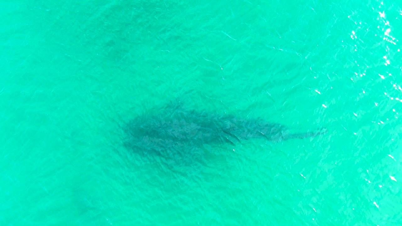 The whale shark appears lower in the overhead frame in Bahia De Los Angeles, partly diffused by turquoise water and thin ripples, with no visible people or boats.