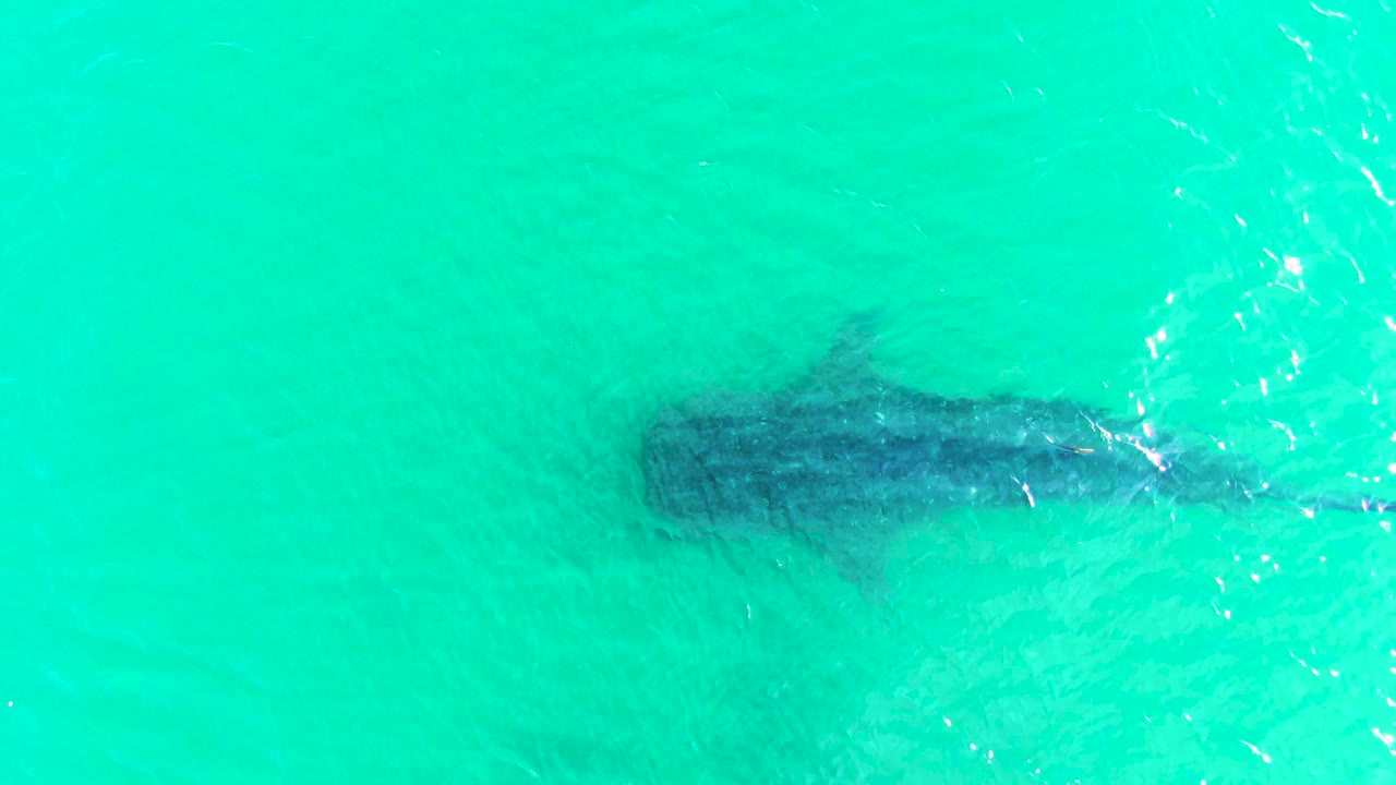 Whale shark beneath bright turquoise water