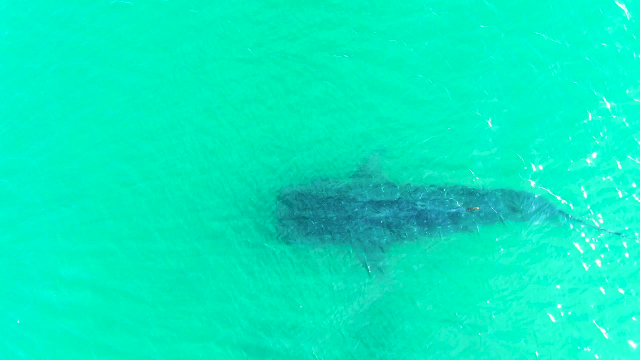 The whale shark remains below the surface in clear turquoise water, with brighter ripple marks crossing the upper right of the frame and no visible people.