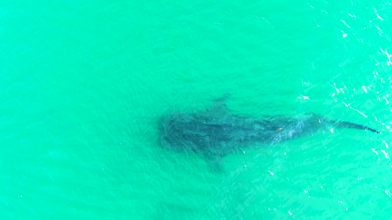 A dark whale shark silhouette sits under blue-green water in Bahia De Los Angeles, with its tail end near the right side and no visible people.